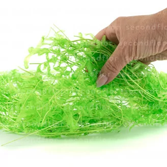 Felce Acquatica stabilizzata