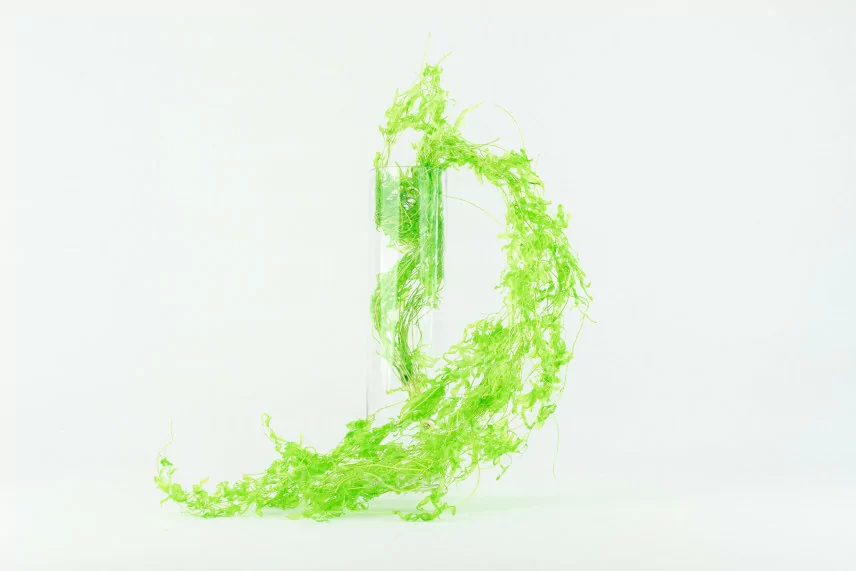 Felce Acquatica stabilizzata - Verde