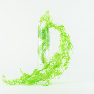 Helecho acu&aacute;tico Preservado - Verde