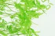 Preserved Aquatic Fern 6