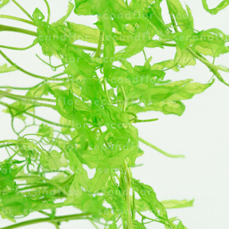 Foug&egrave;re Aquatique Stabilis&eacute;e - Vert