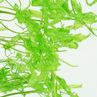 Preserved Aquatic Fern