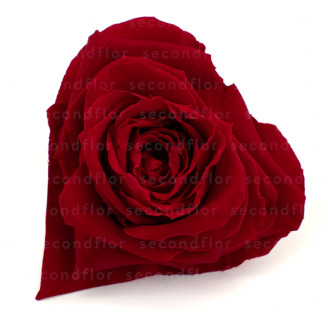 Rote konservierte XXL-Rose in Herzform