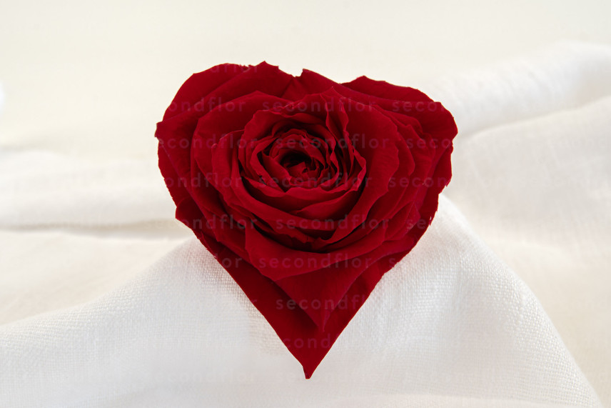 Rote konservierte XXL-Rose in Herzform