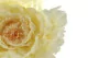 Pivoine G&eacute;ante artificielle Jaune 2