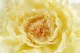 Pivoine G&eacute;ante artificielle Jaune 6