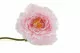 Peonia Gigante artificiale Rosa 6