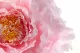Peon&iacute;a Gigante artificial Rosa 2