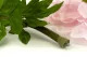 Artificial Giant Peony Pink 5