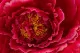 Artificial Giant Peony Fuchsia 6