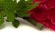 Peonia Gigante artificiale Fucsia 5