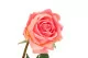 Rosa artificiale Real Touch 11