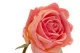 Rosa artificiale Real Touch 2