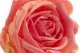 Rosa artificial Real Touch 8