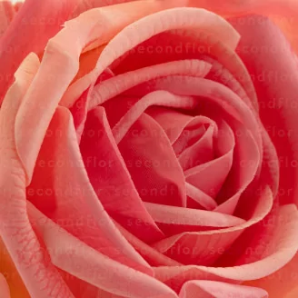 Rosa artificial Real Touch