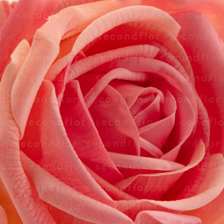 Rosa Artificiale Tatto Naturale