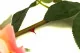 Rosa artificial Real Touch 4