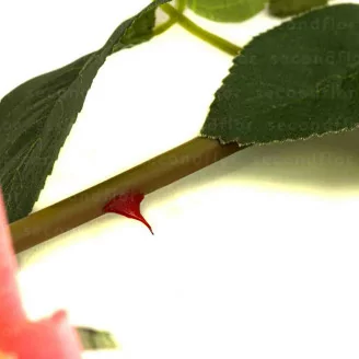 Rosa artificial Real Touch
