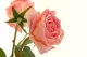 Rosa artificial Real Touch 7