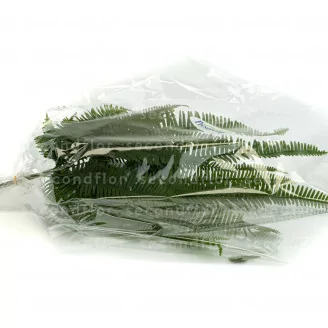 Preserved Mountain Fern Green