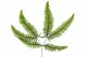 Preserved Mountain Fern Green 2