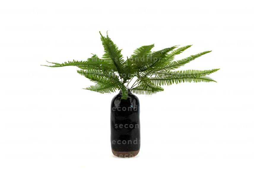 Preserved Mountain Fern Green