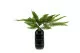 Preserved Mountain Fern Green 1