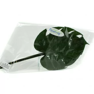 Foglia Piccola di Monstera stabilizzata (x3)