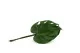 Petite Feuille de Monstera stabilis&eacute;e (x3) 5