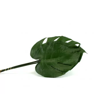 Kleines Konserviertes Monstera-Blatt (x3)