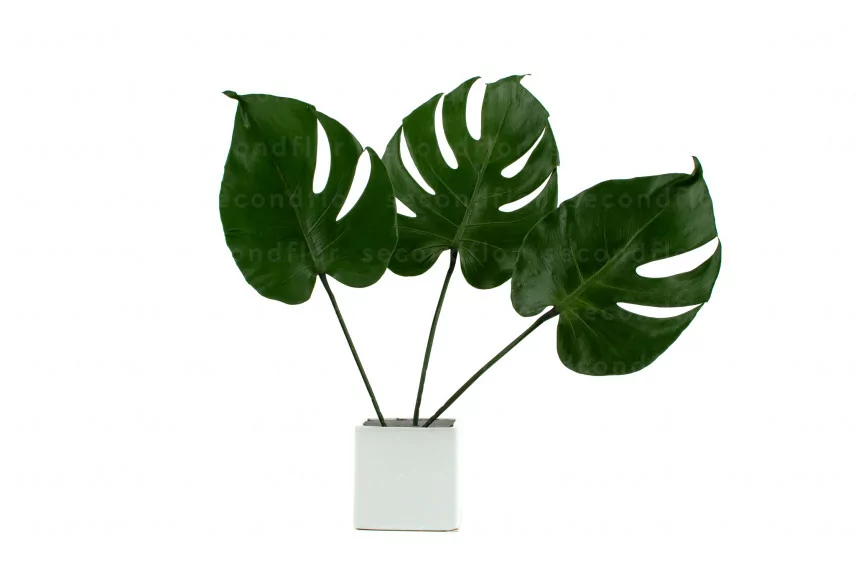 Petite Feuille de Monstera stabilis&eacute;e (x3)