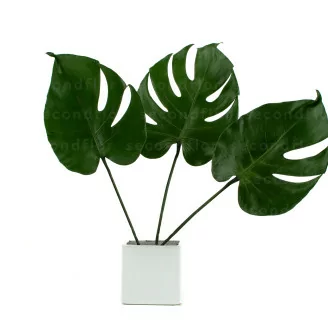 Petite Feuille de Monstera stabilis&eacute;e (x3)