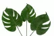 Petite Feuille de Monstera stabilis&eacute;e (x3) 4