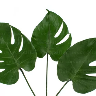 Small preserved Monstera Leaf (x3)