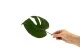 Petite Feuille de Monstera stabilis&eacute;e (x3) 3