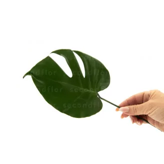 Kleines Konserviertes Monstera-Blatt (x3)
