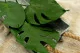 Petite Feuille de Monstera stabilis&eacute;e (x3) 2