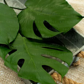 Petite Feuille de Monstera stabilis&eacute;e (x3)