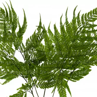 Large preserved Fern (x5)