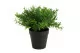 Romarin artificiel en pot 5