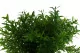 Artificial rosemary in pot 2
