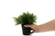 Artificial rosemary in pot 3