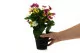 Artificial Pansy in pot 3
