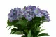 K&uuml;nstliche Hortensie im Topf 2