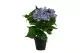 Hortensia artificiel en pot 4
