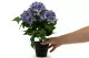 Artificial Hydrangea in pot 3