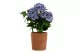 K&uuml;nstliche Hortensie im Topf 5