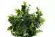 Artificial Eucalyptus in pot 2