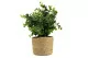 Artificial Eucalyptus in pot 5