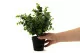 Artificial Eucalyptus in pot 3